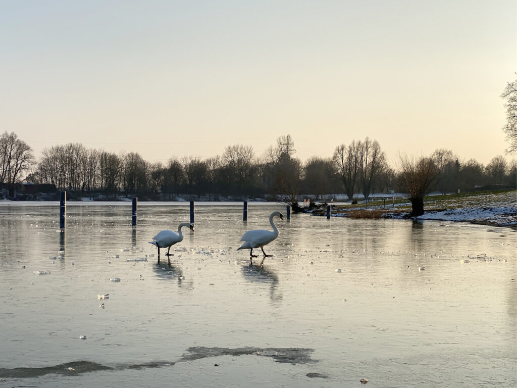 Schwäne auf dem Eis des Ludwigsfelder Baggersees, aufgenommen während der Winterwanderung